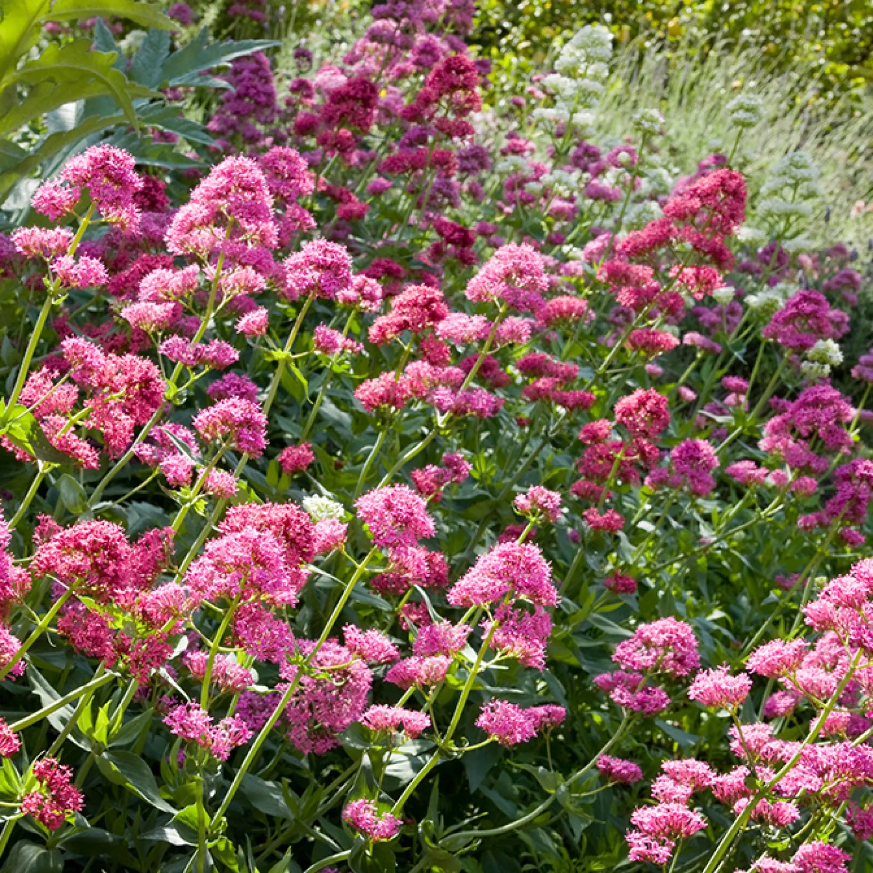 Gemischt Jupiter's Beard Blumensamen zur Aussaat – Drought verträglich – Traditionssorte & ohne Gentechnik Samen Hausgarten