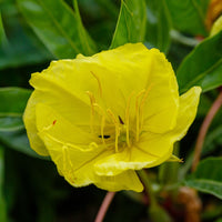 Oenothera Missouriensis Blumensamen zur Aussaat Wildblume Mischung Traditionssorte & ohne Gentechnik Samen Hausgarten