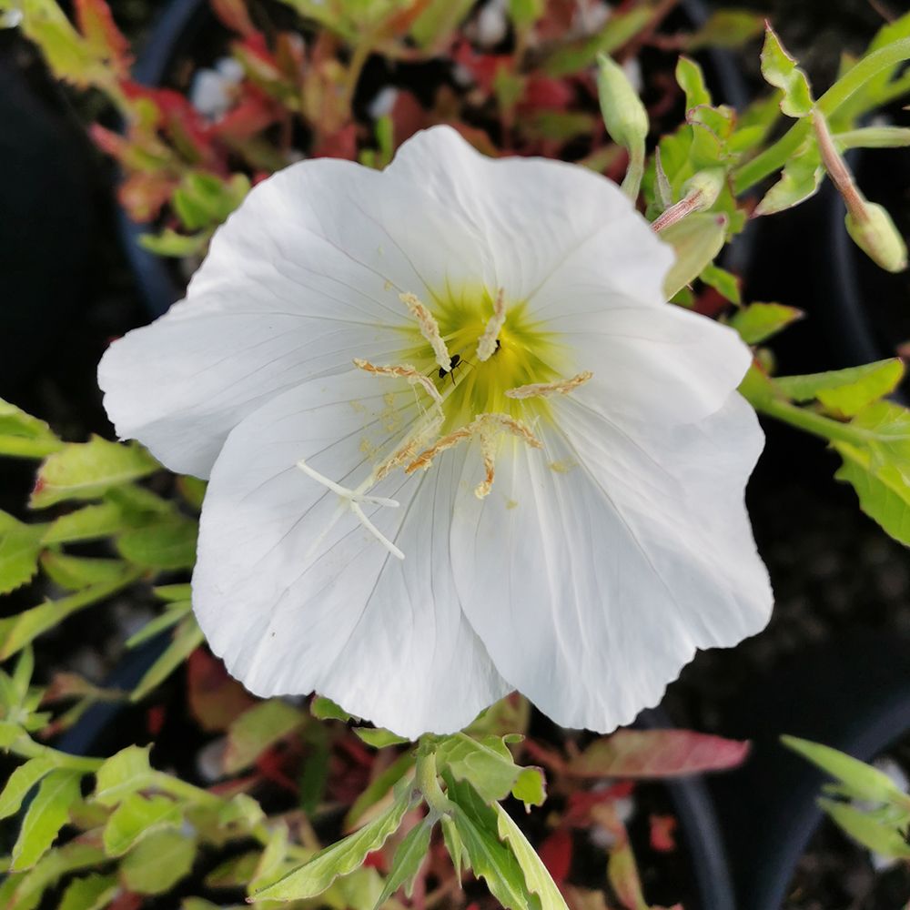 Weiß Oenothera Blumensamen zur Aussaat – Wildblume Mischung – Traditionssorte & ohne Gentechnik Samen Hausgarten