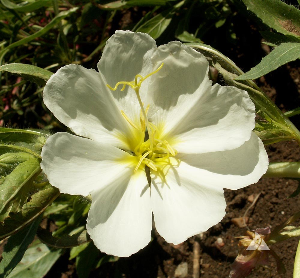 Weiß Oenothera Blumensamen zur Aussaat – Wildblume Mischung – Traditionssorte & ohne Gentechnik Samen Hausgarten