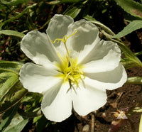 Weiß Oenothera Blumensamen zur Aussaat – Wildblume Mischung – Traditionssorte & ohne Gentechnik Samen Hausgarten