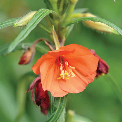 Orange Evening Schlüsselblume Blumensamen zur Aussaat – farbenfroh Schau – Traditionssorte & ohne Gentechnik Samen Hausgarten