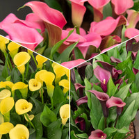 hell Rosa Calla Blumensamen zur Aussaat Halbschatten verträglich Traditionssorte & ohne Gentechnik Samen Hausgarten
