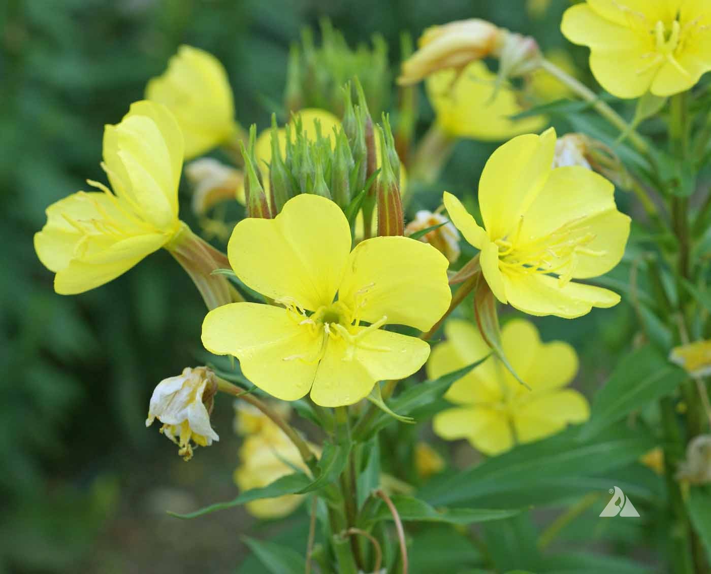 Oenothera Lamarckiana Blumensamen zur Aussaat leuchtend Traditionssorte & ohne Gentechnik Samen Hausgarten