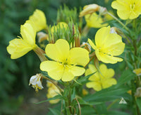 Oenothera Lamarckiana Blumensamen zur Aussaat leuchtend Traditionssorte & ohne Gentechnik Samen Hausgarten