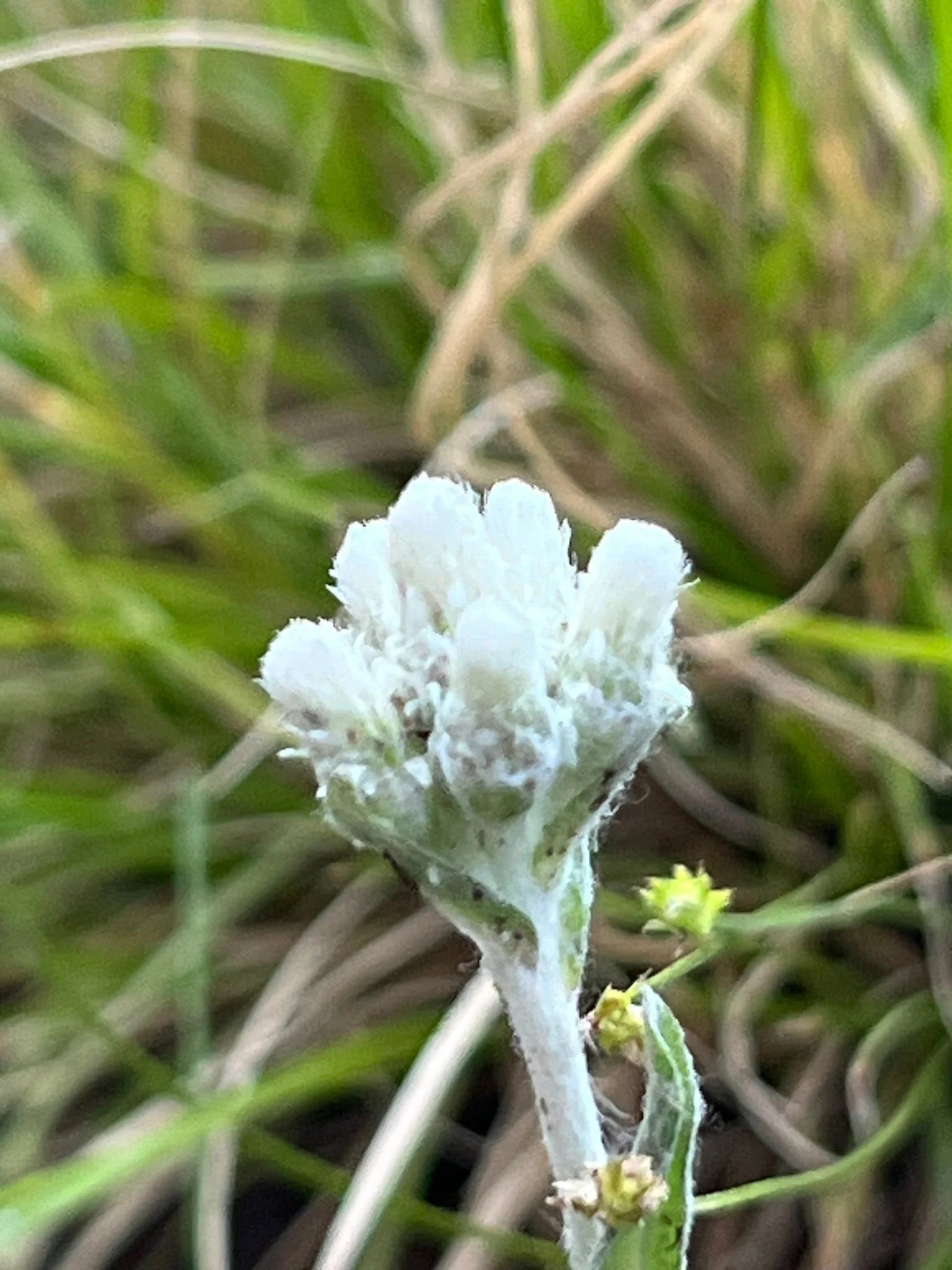 Pussytoes Blumensamen zur Aussaat robust Sorte Traditionssorte & ohne Gentechnik Samen Hausgarten