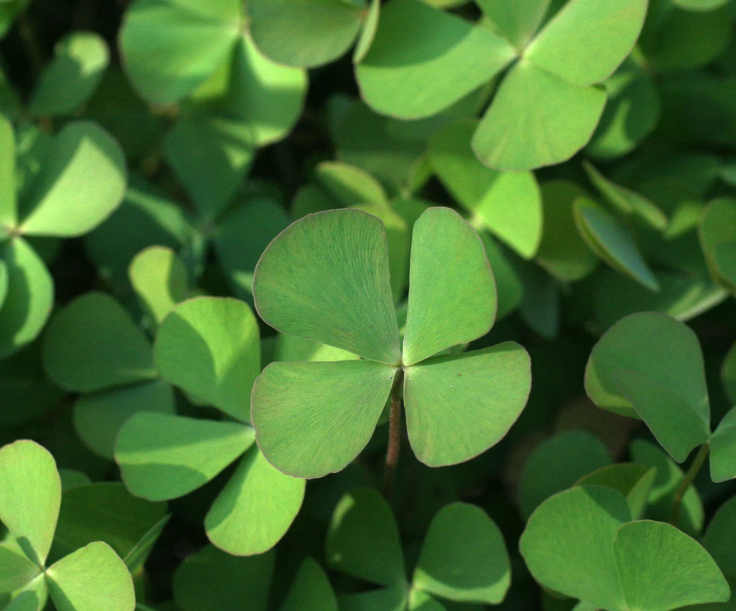 Army Grün Four Leaf Clover zur Aussaat lang Blüte Saison Traditionssorte & ohne Gentechnik Samen Hausgarten