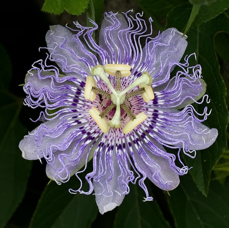Mischung Passiflora Blumensamen zur Aussaat – duftend Blüten – Traditionssorte & ohne Gentechnik Samen Hausgarten