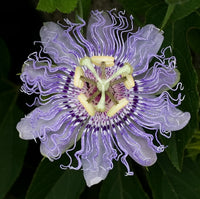Mischung Passiflora Blumensamen zur Aussaat – duftend Blüten – Traditionssorte & ohne Gentechnik Samen Hausgarten