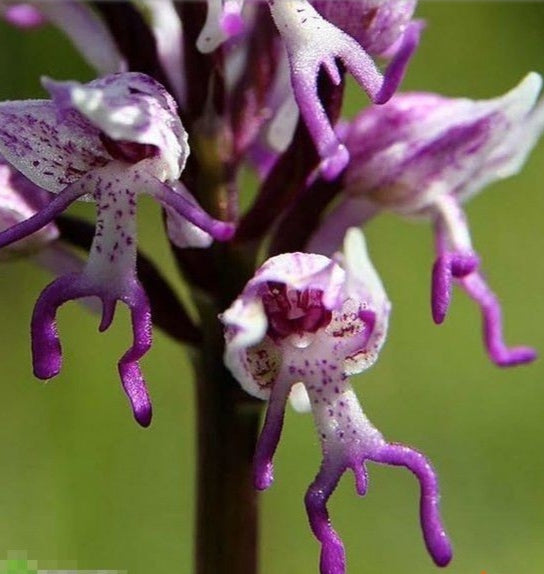 Lila Dracula Blumensamen zur Aussaat – Wildblume Mischung – Traditionssorte & ohne Gentechnik Samen Hausgarten
