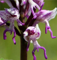 Lila Dracula Blumensamen zur Aussaat – Wildblume Mischung – Traditionssorte & ohne Gentechnik Samen Hausgarten
