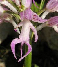 Lila Orchis Italica Blumensamen zur Aussaat Landhaus Garten wichtig Traditionssorte & ohne Gentechnik Samen Hausgarten