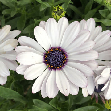 Osteospermum blume samen for anpflanzung cut blume favorite heirloom & gmo free samen for home garten 
 
 sale for anpflanzung in home garten