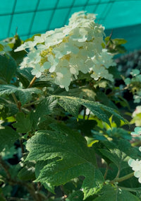 Quercifolia Blumensamen zur Aussaat – Garten beliebt – Traditionssorte & ohne Gentechnik Samen Hausgarten