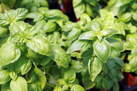Basil Samen zum Pflanzen