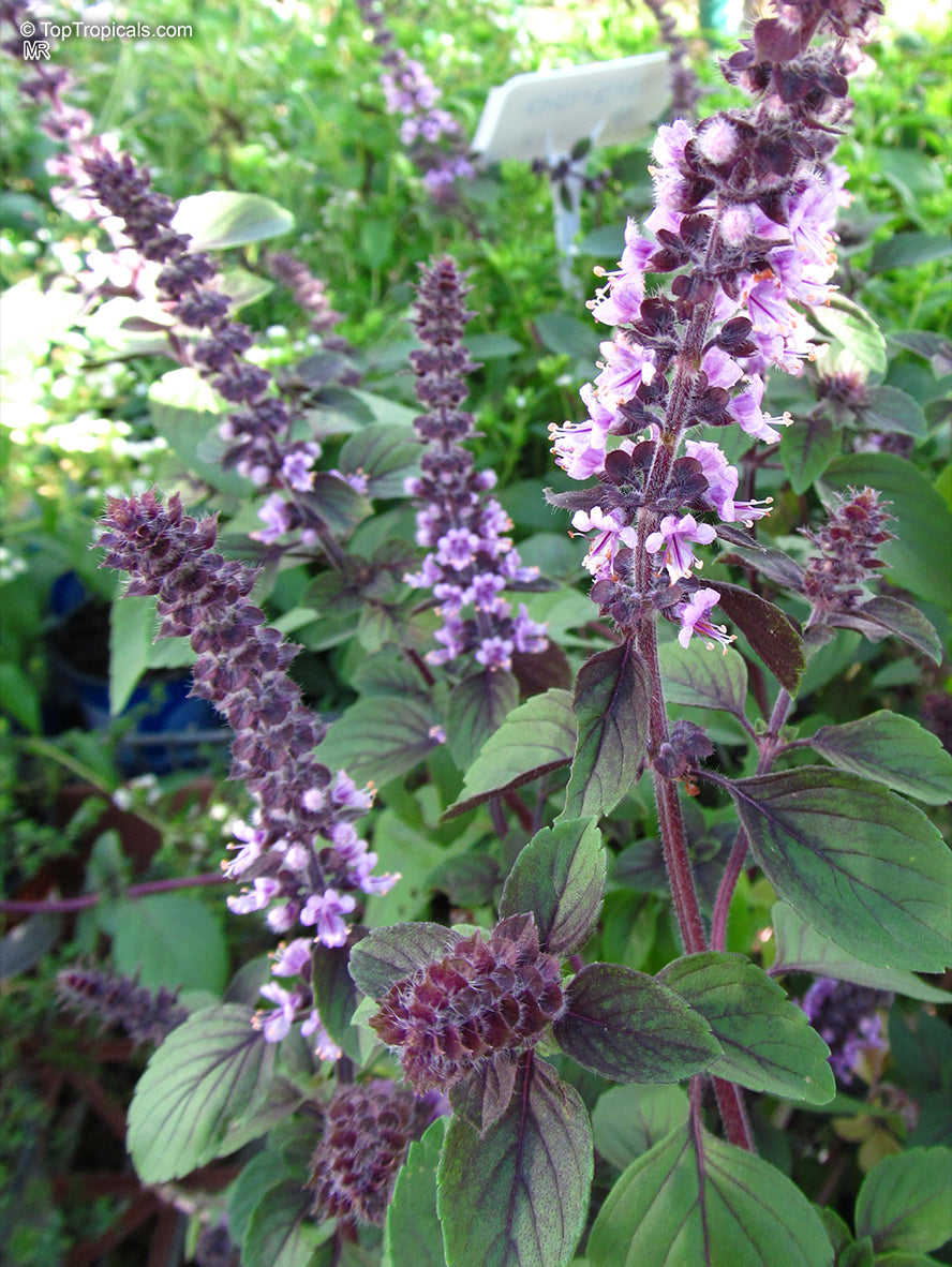 Basil Blumensamen zur Aussaat lang Blüte Saison Traditionssorte & ohne Gentechnik Samen Hausgarten