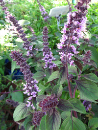Basil Blumensamen zur Aussaat lang Blüte Saison Traditionssorte & ohne Gentechnik Samen Hausgarten