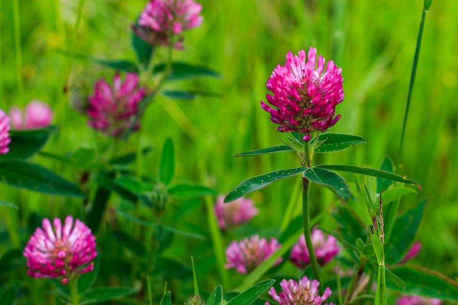 Clover Blumensamen zur Aussaat sonnenliebend Traditionssorte & ohne Gentechnik Samen Hausgarten