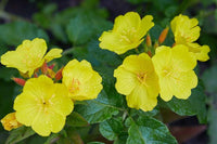 Gemischt Oenothera Blumensamen zur Aussaat – Wildblume Mischung – Traditionssorte & ohne Gentechnik Samen Hausgarten