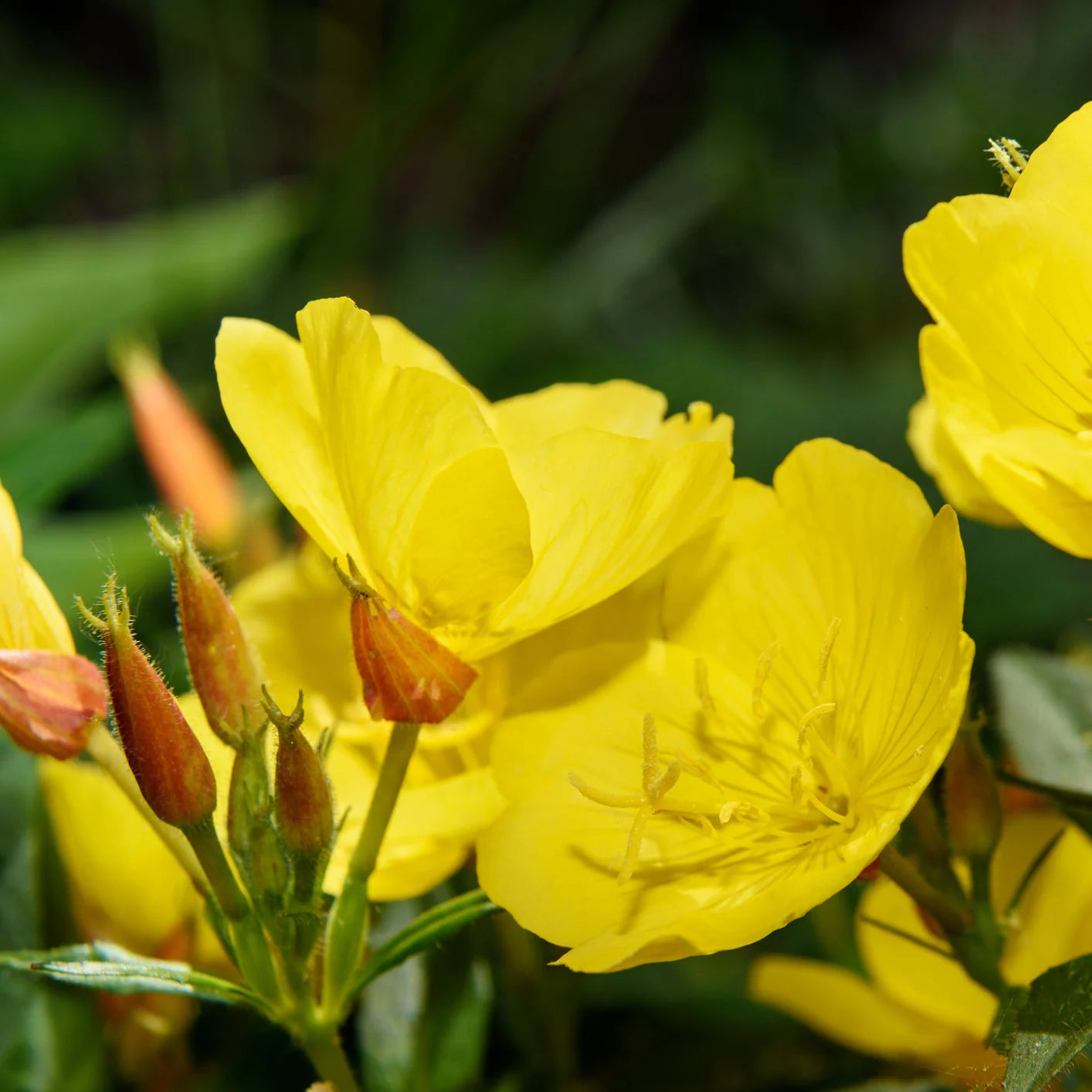 Gemischt Oenothera Blumensamen zur Aussaat – Wildblume Mischung – Traditionssorte & ohne Gentechnik Samen Hausgarten