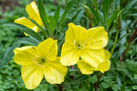 Oenothera Missouriensis Blumensamen zur Aussaat Wildblume Mischung Traditionssorte & ohne Gentechnik Samen Hausgarten