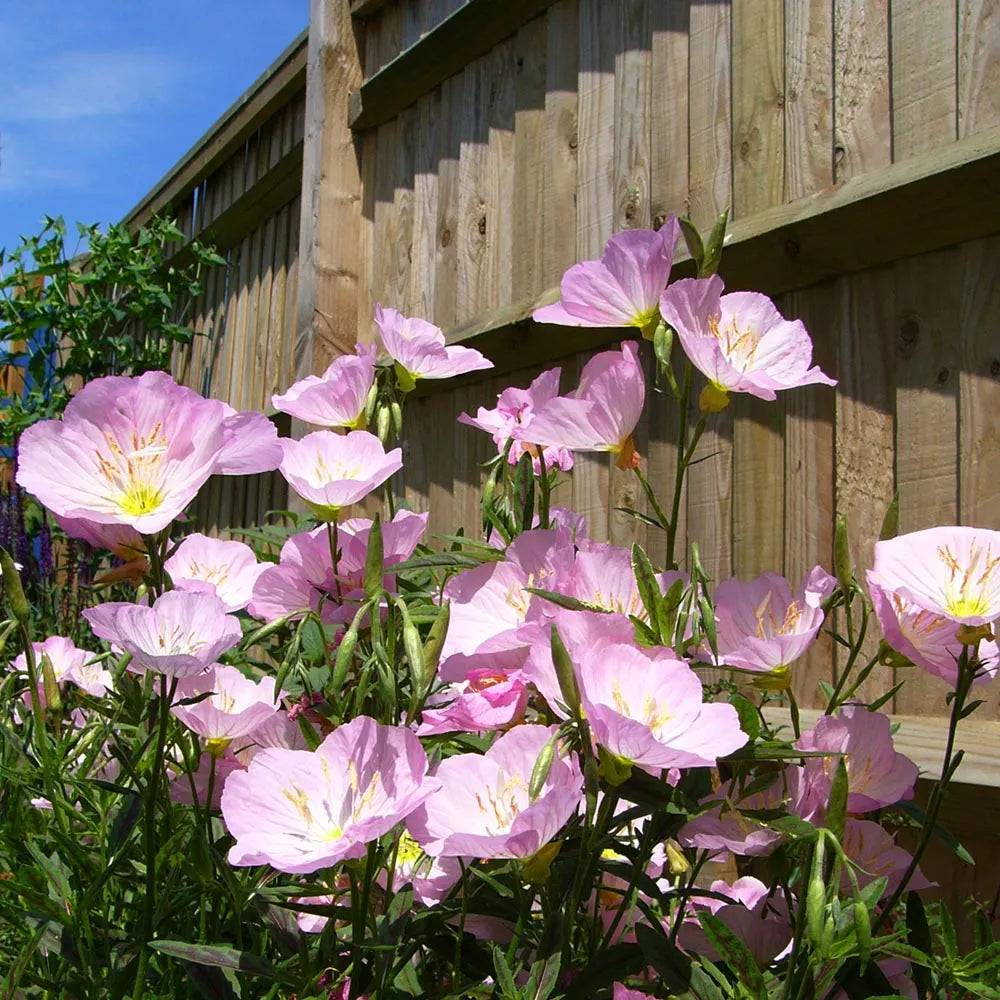 Rosa Schlüsselblume Blumensamen zur Aussaat – leuchtend Blüten – Traditionssorte & ohne Gentechnik Samen Hausgarten