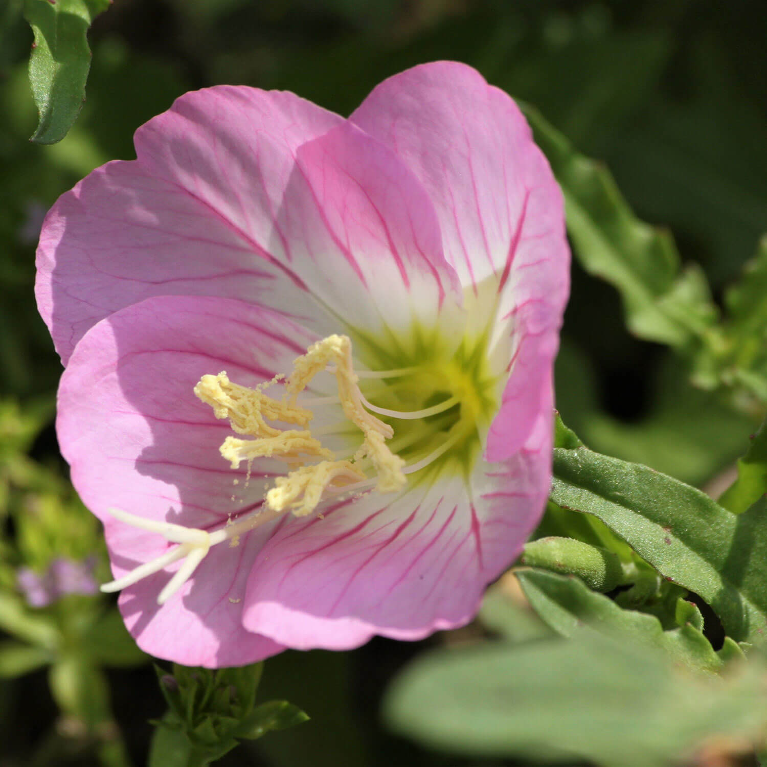 Rosa Schlüsselblume Blumensamen zur Aussaat – leuchtend Blüten – Traditionssorte & ohne Gentechnik Samen Hausgarten