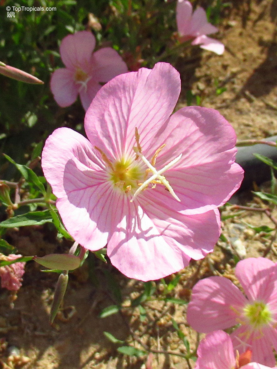 Gemischt Oenothera Blumensamen zur Aussaat – Wildblume Mischung – Traditionssorte & ohne Gentechnik Samen Hausgarten