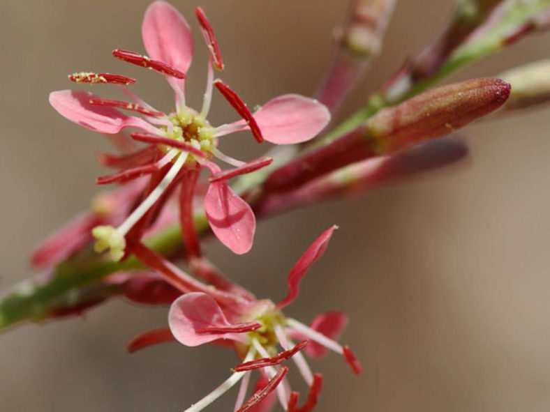 Oenothera Suffrutescens Samen leuchtend Garten Aussaat