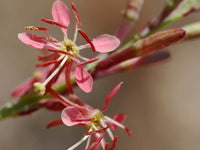 Oenothera Suffrutescens Samen leuchtend Garten Aussaat