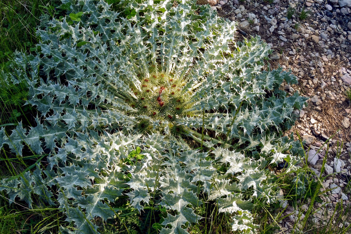 Onopordum-thistle-garten-landscape