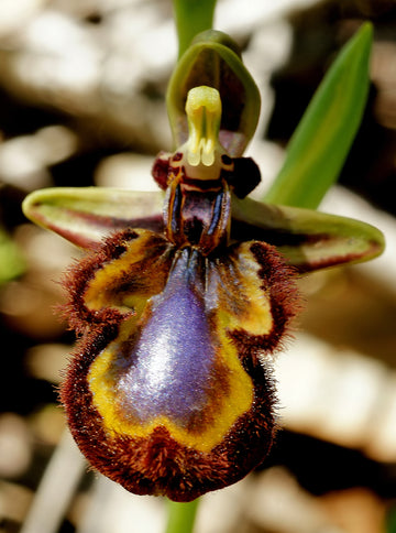 Gemischt Ophrys Speculum Samen zur Aussaat