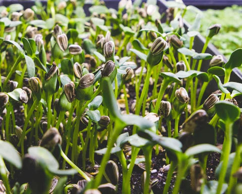 Sonnenblume Microgreens Blumensamen zur Aussaat – Landhaus Garten wichtig – Traditionssorte & ohne Gentechnik Samen Hausgarten