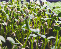 Sonnenblume Microgreens Blumensamen zur Aussaat – Landhaus Garten wichtig – Traditionssorte & ohne Gentechnik Samen Hausgarten