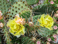 Opuntia cactus samen for gardening