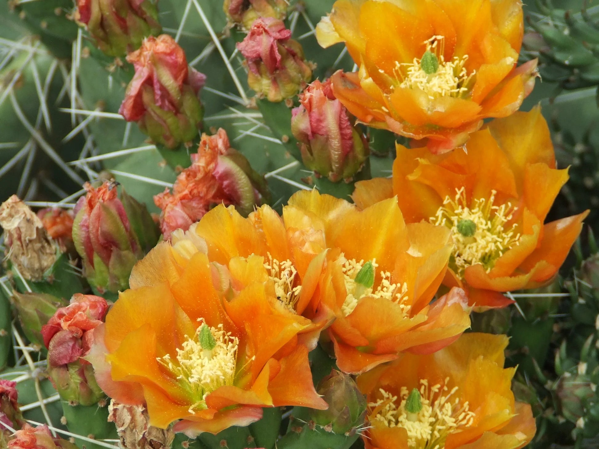 Orange Opuntia Blumensamen zur Aussaat robust Sorte Traditionssorte & ohne Gentechnik Samen Hausgarten
