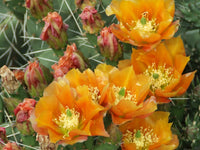 Orange Opuntia Blumensamen zur Aussaat robust Sorte Traditionssorte & ohne Gentechnik Samen Hausgarten