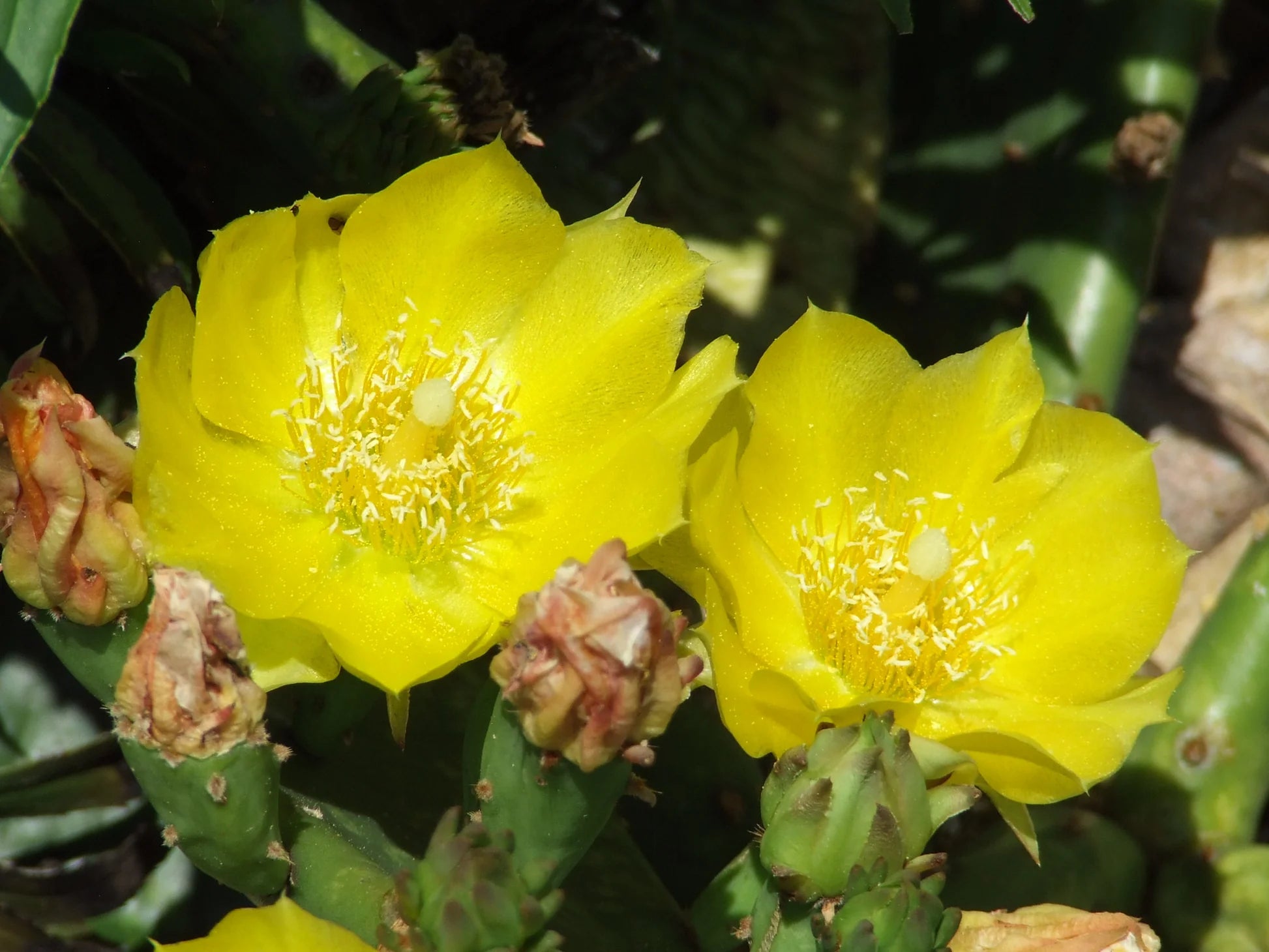 Gelb Opuntia Macrorhiza Samen zur Aussaat