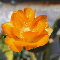 Orange Opuntia Blumensamen zur Aussaat robust Sorte Traditionssorte & ohne Gentechnik Samen Hausgarten