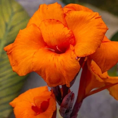 Orange Indica Blumensamen zur Aussaat – sonnenliebend – Traditionssorte & ohne Gentechnik Samen Hausgarten