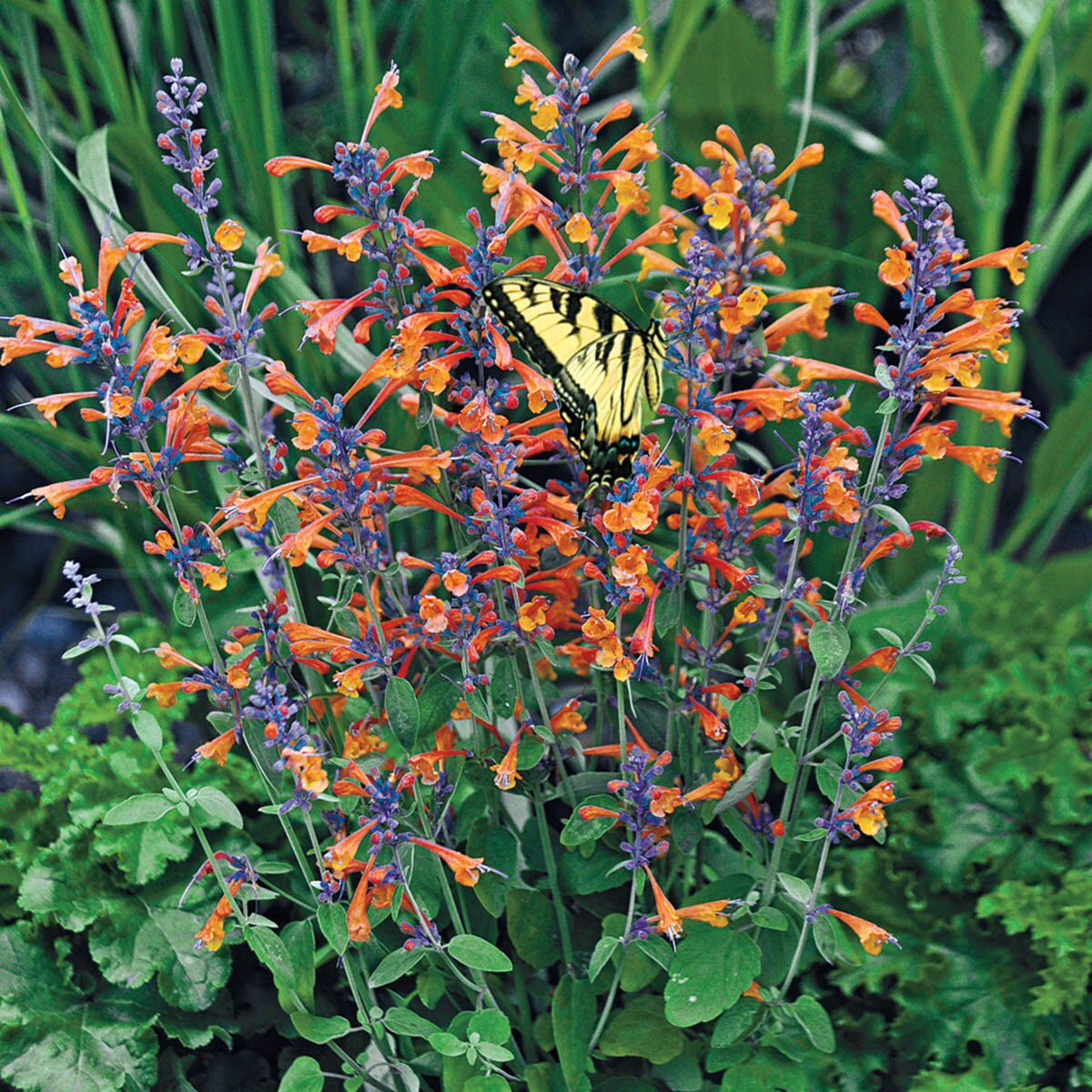 Orange agastache blumen blooming in garten