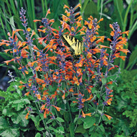 Orange agastache blumen blooming in garten