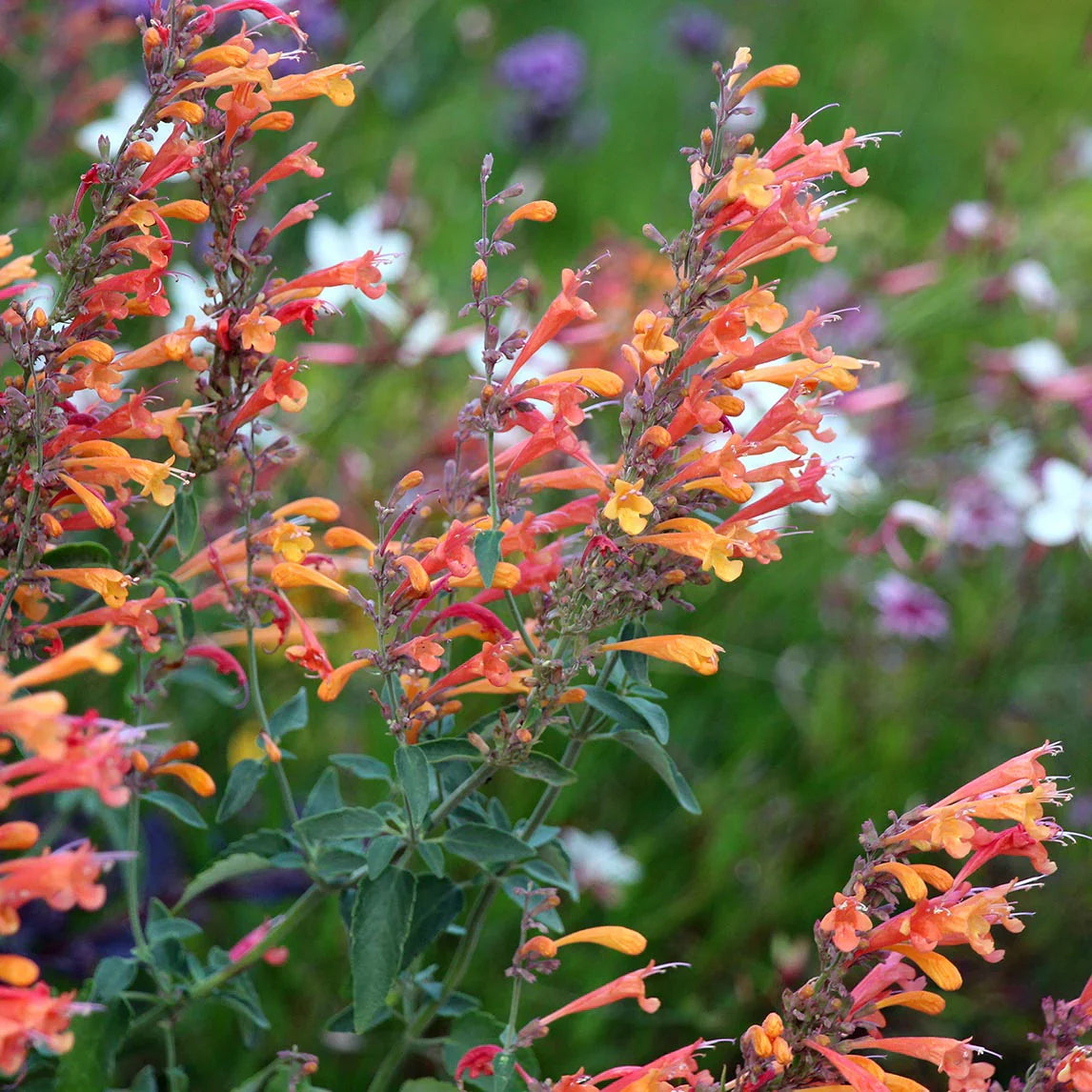 Non gmo orange agastache samen