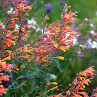 Non gmo orange agastache samen