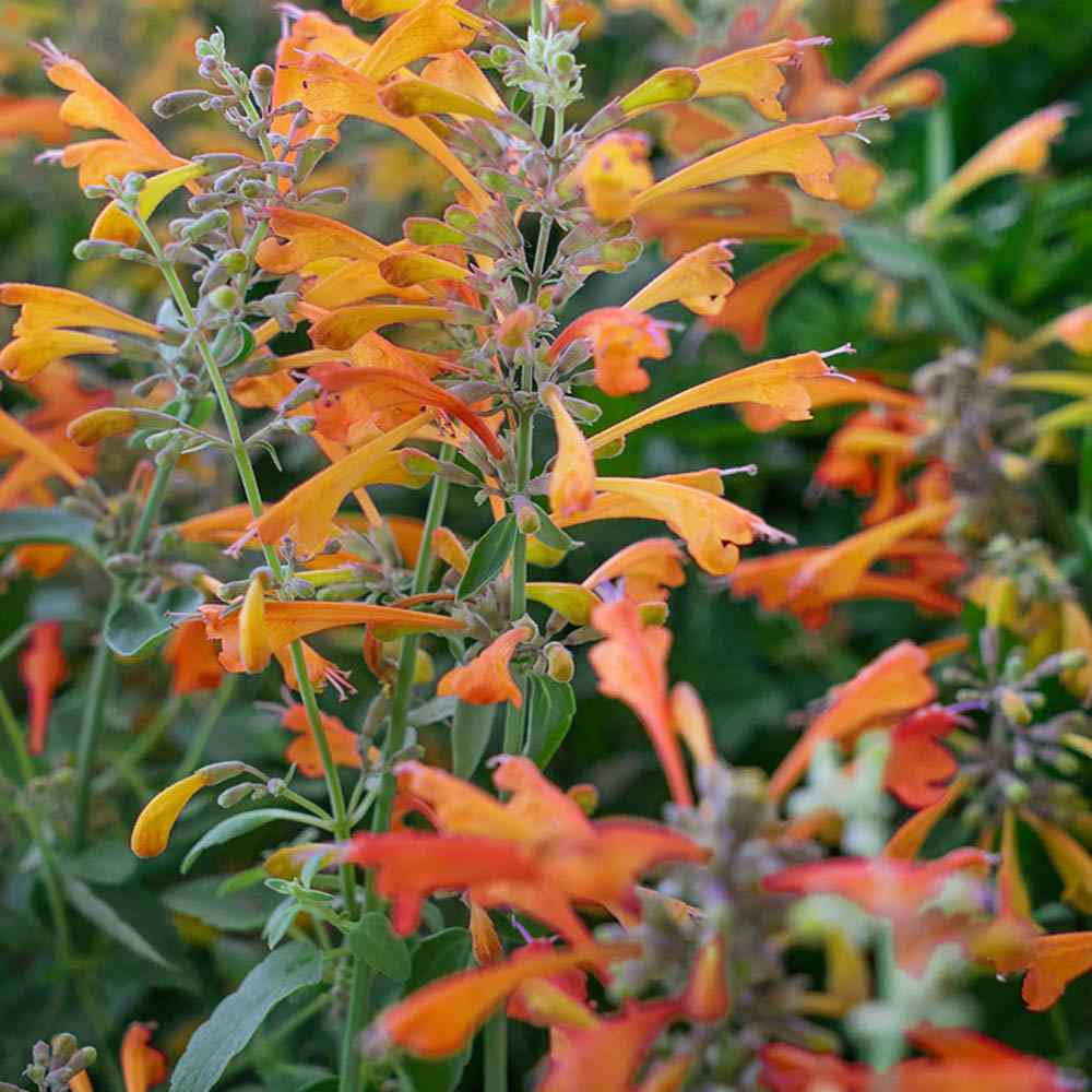 Ornamental orange agastache flowering pflanze