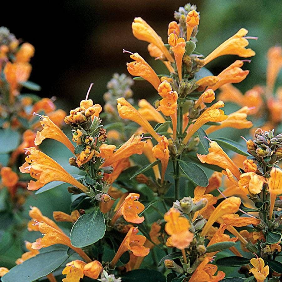 Orange agastache blume anpflanzung samen