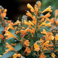 Orange agastache blume anpflanzung samen