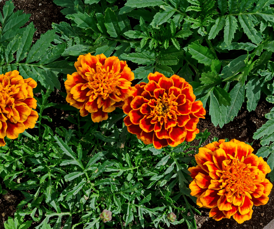 Orange Carnations Blumensamen zur Aussaat – Halbschatten verträglich – Traditionssorte & ohne Gentechnik Samen Hausgarten