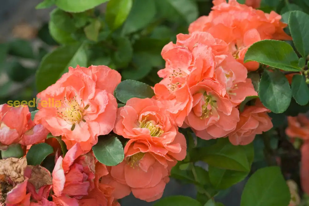 Non gmo orange chaenomeles samen