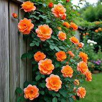 Orange climbing rose samen for anpflanzung